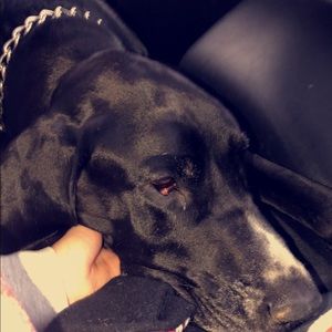 Meet your Posher, Shaylee